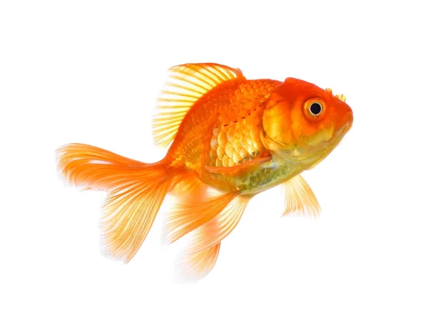 Gold Fish Isolation White — Stock Photo, Image