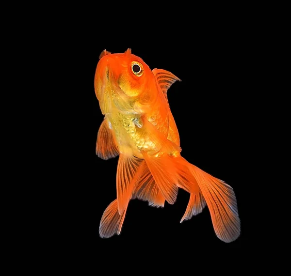 Золота Риба Ізольована Чорному Фоні — стокове фото