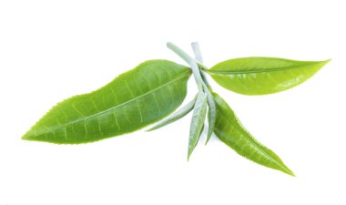 Beyaz arkaplanda yeşil çay yaprağı izole