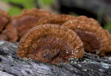 mantar orman doğa fotoğraf