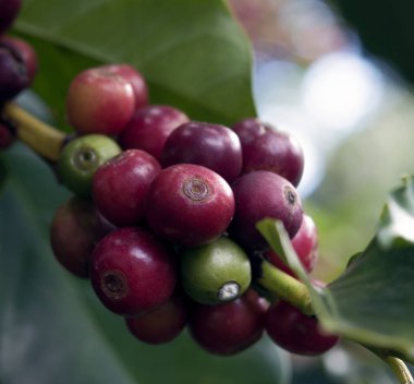 Kahve çekirdekleri ağaçlarda yakın çekim