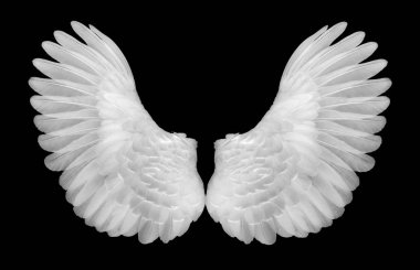 Beyaz siyah blackground kanatlarında
