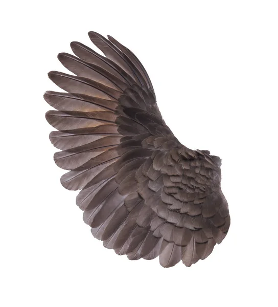 Yayılan beyaz çam ağacında