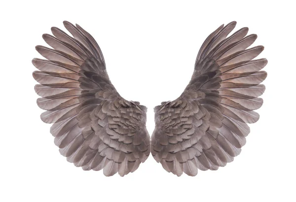 Yayılan beyaz çam ağacında