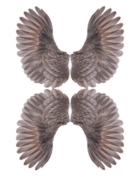 Angel Vleugels Wit — Stockfoto