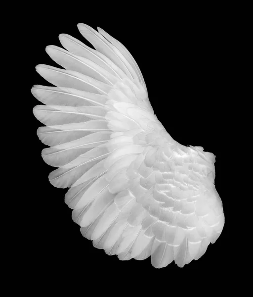 Beyaz siyah blackground kanadında