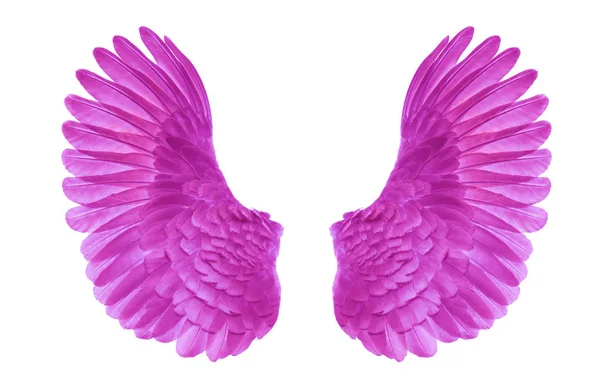 Beyaz arkaplanda melek kanatları