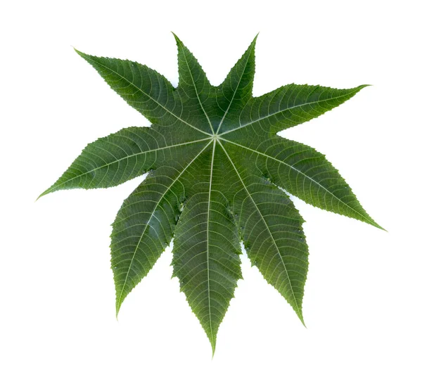 Beyaz arka plan üzerinde tıbbi Castor bırakır