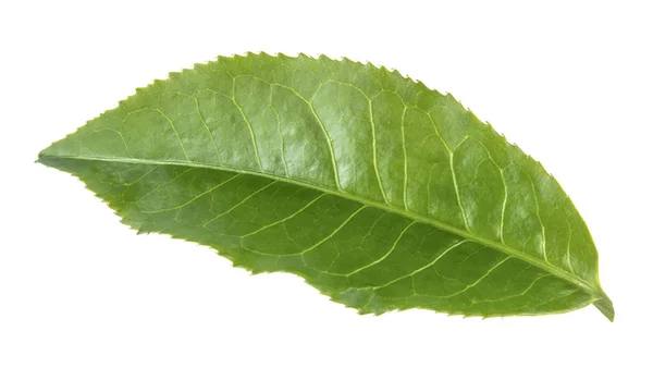 Feuille Thé Vert Isolé Sur Fond Blanc — Photo