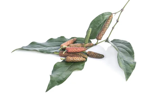 Beyaz arkaplanda uzun biber, Pipli veya Dipli (Piper Longum) izole edilmiş