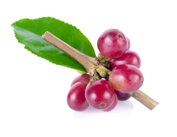 Kahve dalında kırmızı kahve çekirdekleri, olgun ve olgunlaşmamış meyveler beyaz arka planda izole edilmiş.