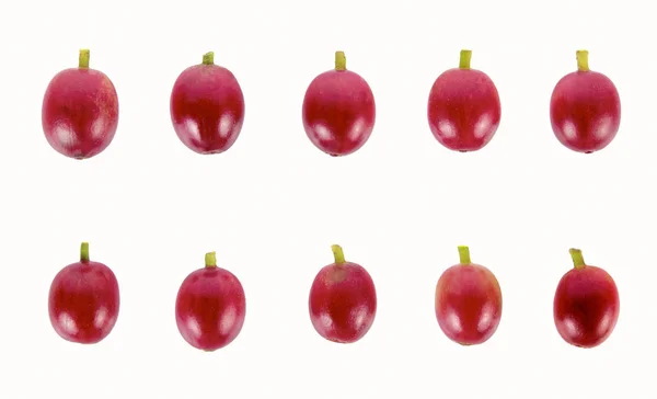 Kızıl kahve çekirdekleri olgun ve olgunlaşmamış meyveleri izole beyaz zemin üzerine kahve ağaç, dal topluluğu