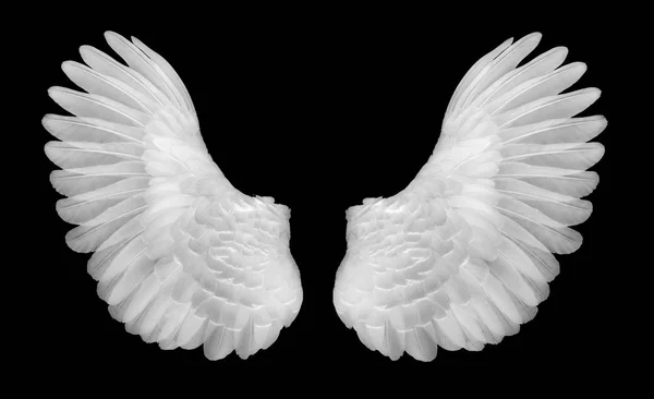 Witte Vleugels Zwarte Blackground — Stockfoto