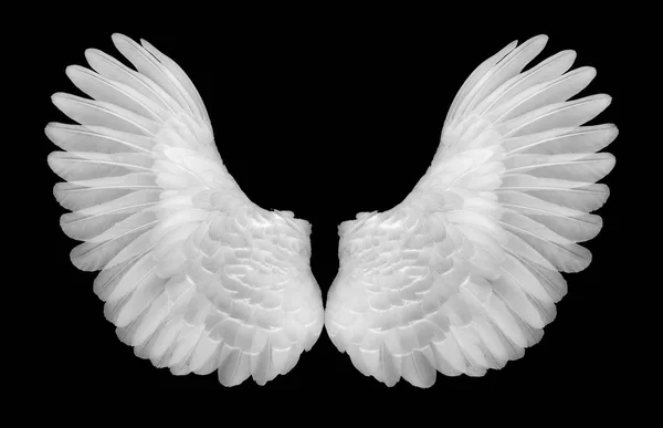 Beyaz siyah blackground kanatlarında