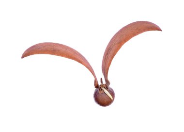 Dipterocarpus alatus ve beyaz arka plan