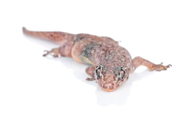 Beyaz izole gecko kertenkele
