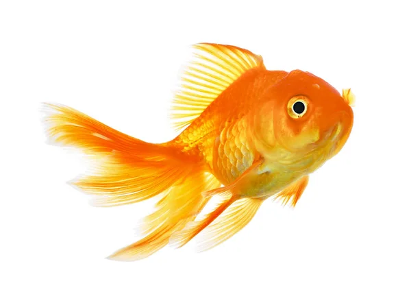 Altın balık. Beyazın üzerindeki izolasyon