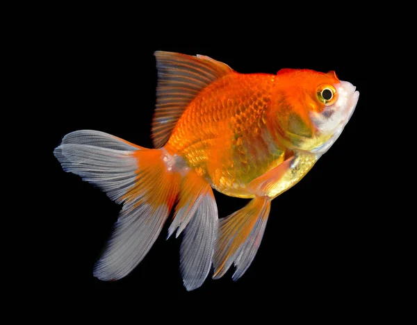 Золота Риба Ізольована Чорному Фоні — стокове фото
