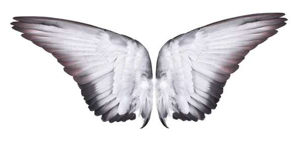 Yayılan beyaz çam ağacında