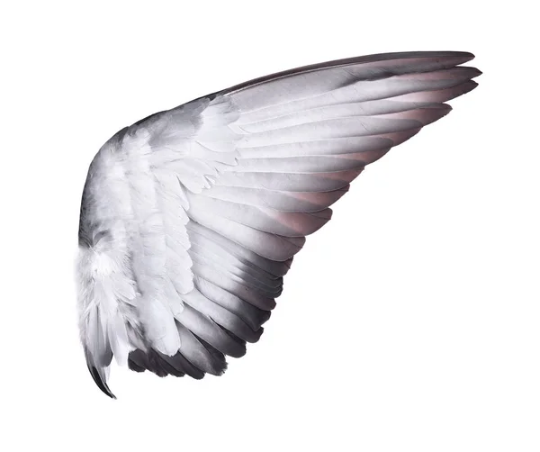 Yayılan beyaz çam ağacında