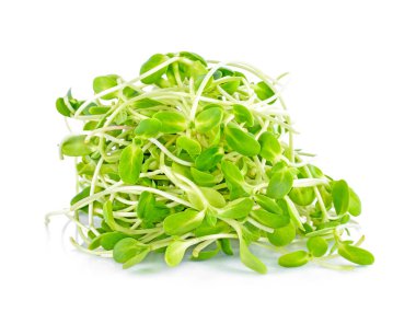 yeşil genç ayçiçeği filizleri beyaz arka planda izole edilmiş.