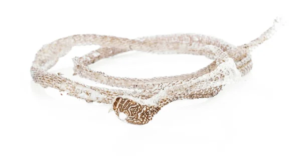 Beyaz arka plan üzerinde izole deri akıtan yılan