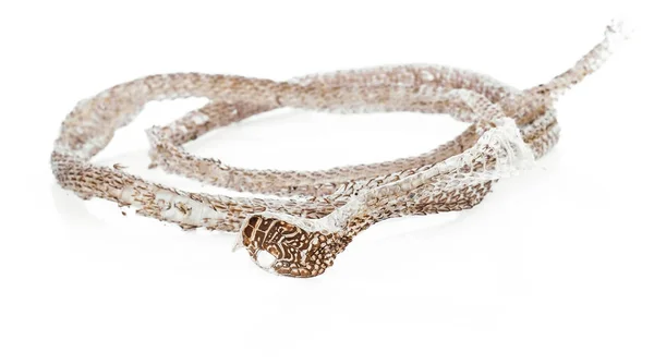 Beyaz arka plan üzerinde izole deri akıtan yılan