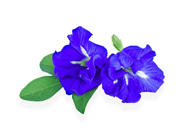 Beyaz arka planda, seçici odak, popüler, Clitoria ternatea kelebek bezelye çiçekler