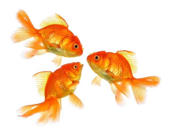 Beyaz altın balık üç yalıtım