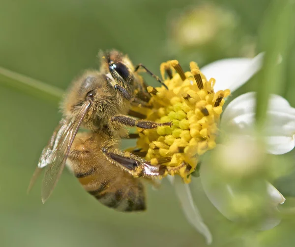 Ceket düğmeleri çiçek arıya