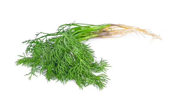 Taze dereotu beyaz arkaplanda izole edildi