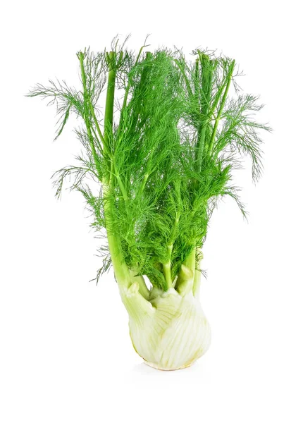 Frischer Bio Fenchel Auf Weißem Hintergrund — Stockfoto