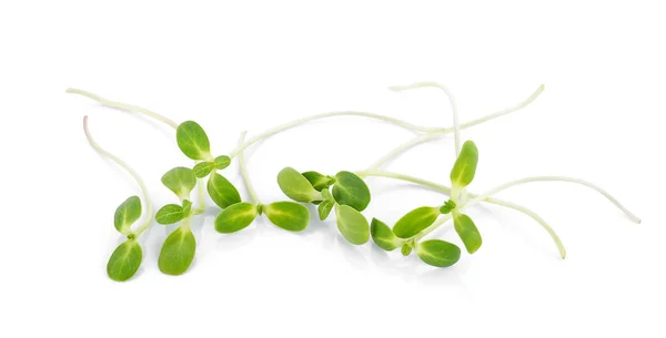 yeşil genç ayçiçeği filizleri beyaz arka planda izole edilmiş.