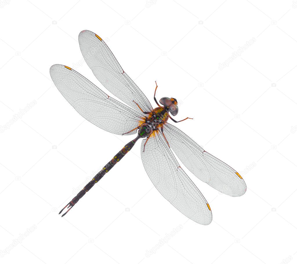 Dragonfly on top in white Blackground