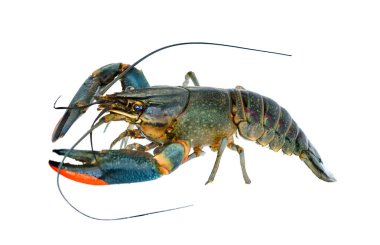 kırmızı pençe kerevit hayatta veya burak su ayrı tut moduyla beyaz arka plan ıstakoz canlı sette