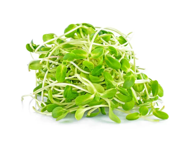 yeşil genç ayçiçeği filizleri beyaz arka planda izole edilmiş.