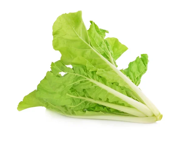 Grüner Eichensalat Auf Weißem Hintergrund — Stockfoto