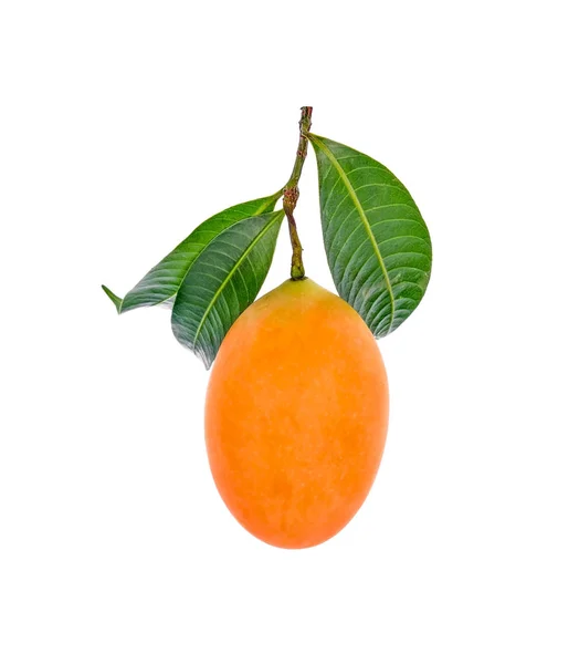 Marian Śliwka Tajski Owoce Białym Tle Białym Tle Mayongchid Maprang — Zdjęcie stockowe