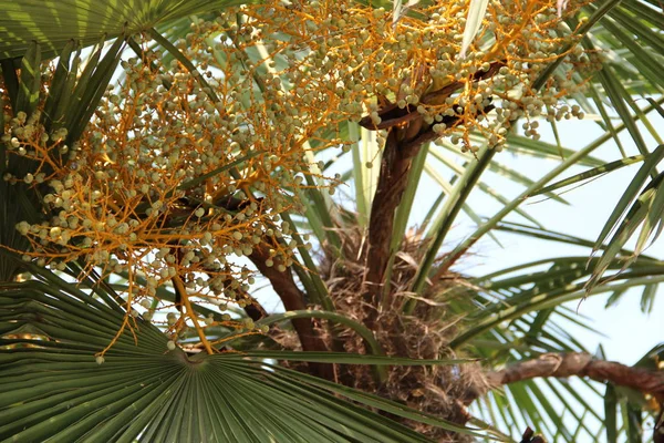 Sarı Meyve Ağacı Dalı Palmiye Ağacı Dalı Küçük Meyveler Yuvarlak — Stok fotoğraf