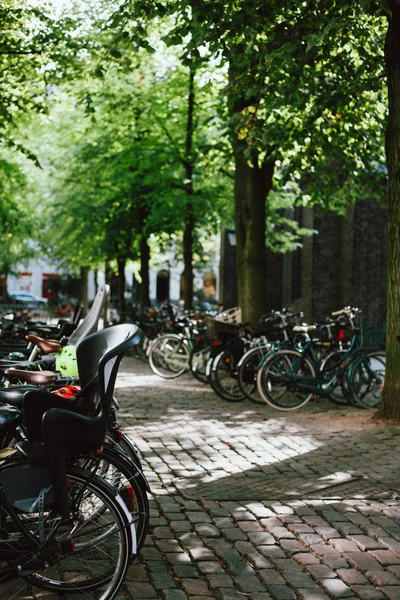 File Biciclette Nel Parco Cittadino Estate Giornata Sole — Foto Stock