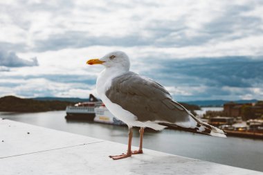 bulanık nehir ve arka plan üzerinde cityscape parapetin üzerinde martı 