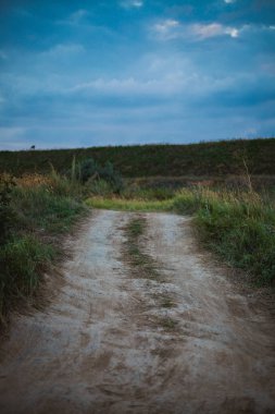 Alan kulakları deniz rüzgarda sallayarak ile Olgun Olgun buğday 