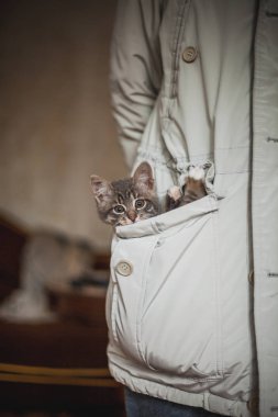 küçük kedi sahibi bej ceket cebinde oturan