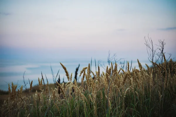 Field Ripe Mature Wheat Shaking Ears Sea Wind — Stock Photo, Image