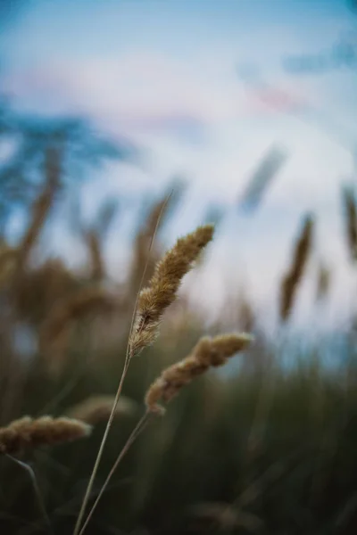 Field Ripe Mature Wheat Shaking Ears Sea Wind — Stock Photo, Image