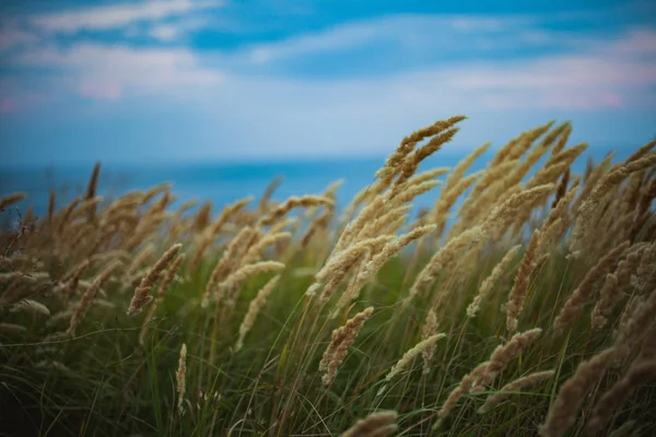 Field Ripe Mature Wheat Shaking Ears Sea Wind — Stock Photo, Image
