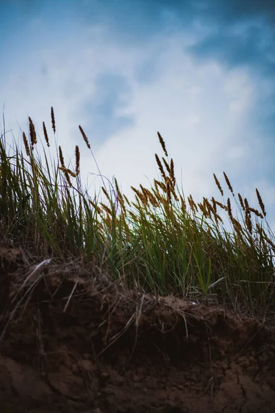 Field Ripe Mature Wheat Shaking Ears Sea Wind — Stock Photo, Image