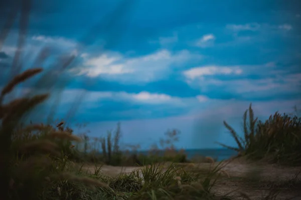 Field Ripe Mature Wheat Shaking Ears Sea Wind — Stock Photo, Image