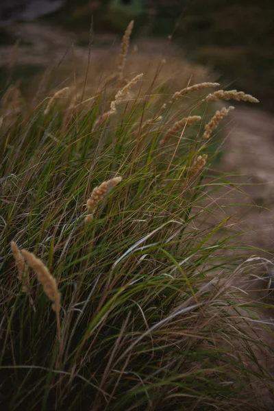 Field Ripe Mature Wheat Shaking Ears Sea Wind — Stock Photo, Image