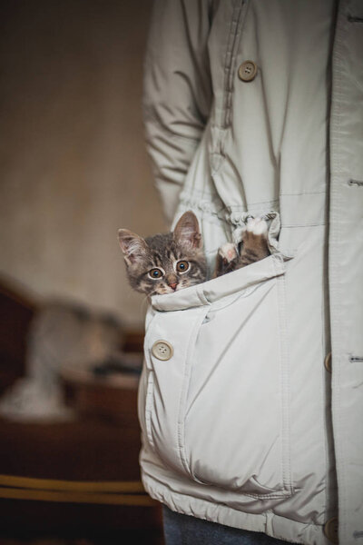 Little Kitten Sitting Pocket Owner Beige Coat Stock Picture